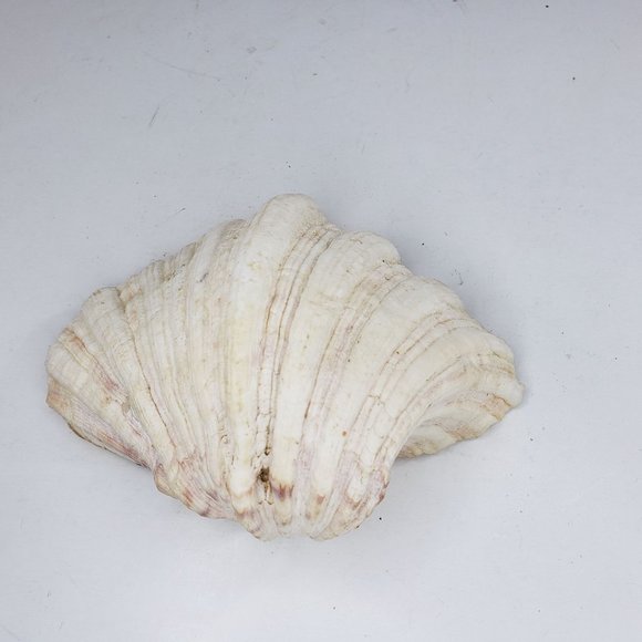 Bear Claw Clam Shell One Half Large Ruffled Sea Art Ocean 5.25" 8 oz 228 grams - Picture 2 of 5